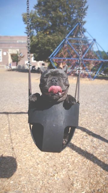 Photo of a French bulldog in a playground swing